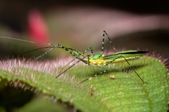 Zelus annulosus