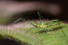 Zelus annulosus