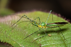 Zelus annulosus
