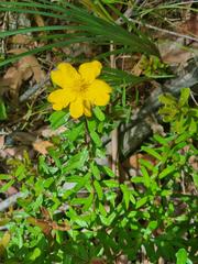 Hibbertia marginata