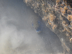 Gymnothorax undulatus