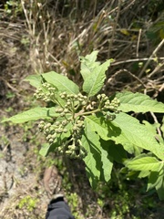 Pluchea carolinensis