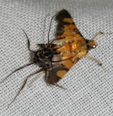 Odontomachus troglodytes