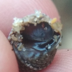 Echinolittorina aspera