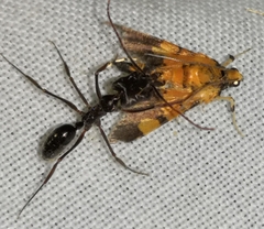 Odontomachus troglodytes