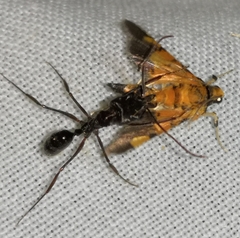 Odontomachus troglodytes