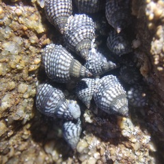 Echinolittorina aspera