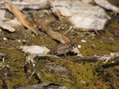 Rhinella arenarum