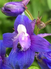 Delphinium bakeri