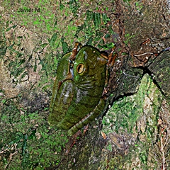 Hispaniolan Green Treefrog photo 3
