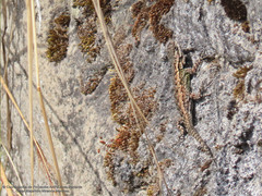 Sceloporus palaciosi