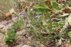 Cirsium pulcherrimum