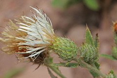 Cirsium pulcherrimum