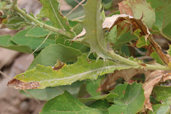 Cirsium pulcherrimum