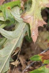 Cirsium pulcherrimum