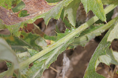 Cirsium pulcherrimum