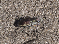 Cicindela scutellaris lecontei