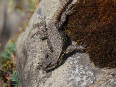 Sceloporus anahuacus