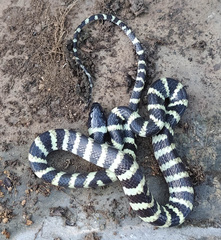 Oxyrhopus petolarius