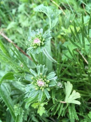 Chaerophyllum eriopodum