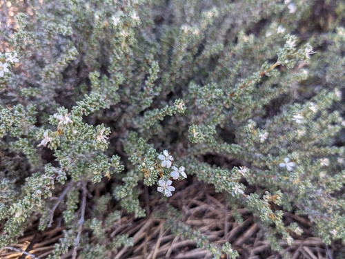 Image of Frankenia palmeri by (c) sdash, some rights reserved (CC BY)
