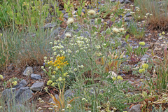 Cirsium pulcherrimum