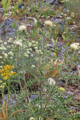 Cirsium pulcherrimum