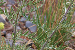 Cirsium pulcherrimum