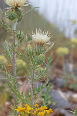 Cirsium pulcherrimum