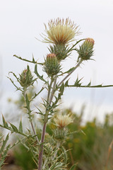 Cirsium pulcherrimum