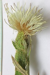 Cirsium pulcherrimum
