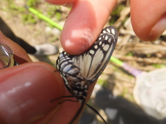Cyclosia papilionaris