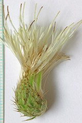 Cirsium pulcherrimum