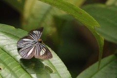 Pythonides lancea