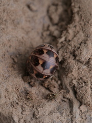 Glomeridae