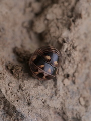 Glomeridae