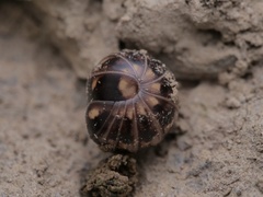 Glomeridae