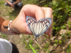 Cyclosia papilionaris