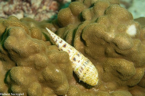 Terebra maculata observed 2022-01-07