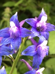 Delphinium bakeri