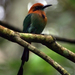 Broad-billed Motmot - Photo (c) David Cook Wildlife Photography, some rights reserved (CC BY-NC)