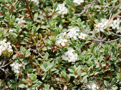 Pimelea prostrata vulcanica