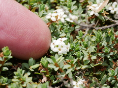 Pimelea prostrata vulcanica