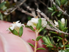 Pimelea prostrata vulcanica