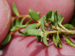 Pimelea prostrata vulcanica