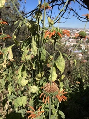 Leonotis nepetifolia
