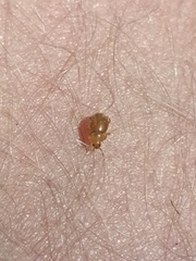 Adoxellus flavihirtus