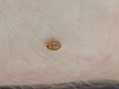 Adoxellus flavihirtus