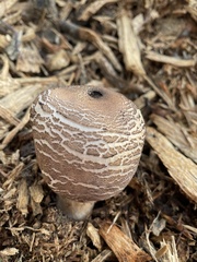 Chlorophyllum brunneum