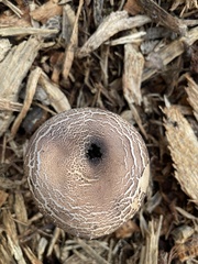 Chlorophyllum brunneum